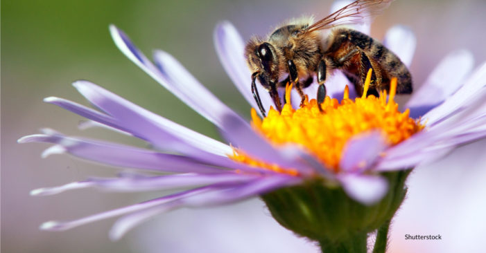 Intensive Agriculture, Pesticides and Climate Change Causing Global Insect Decline