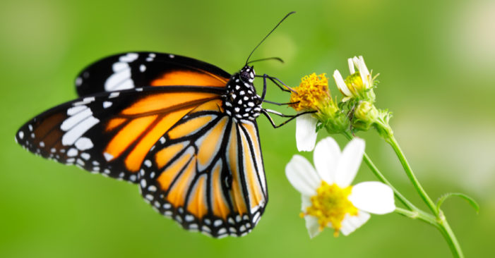 The Butterflies That Could Stop Trump’s wall