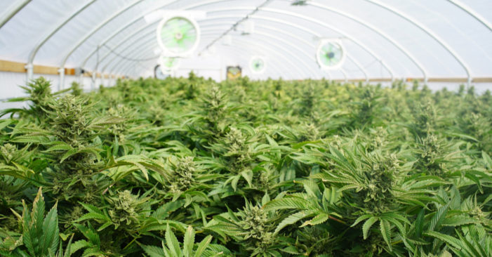 New York Marijuana: Statewide Decriminalization Takes Effect Today New York Marijuana: Statewide Decriminalization Takes Effect Today