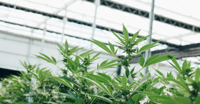 The Cannabis Economy- Will The Region Move With The Global Trends?