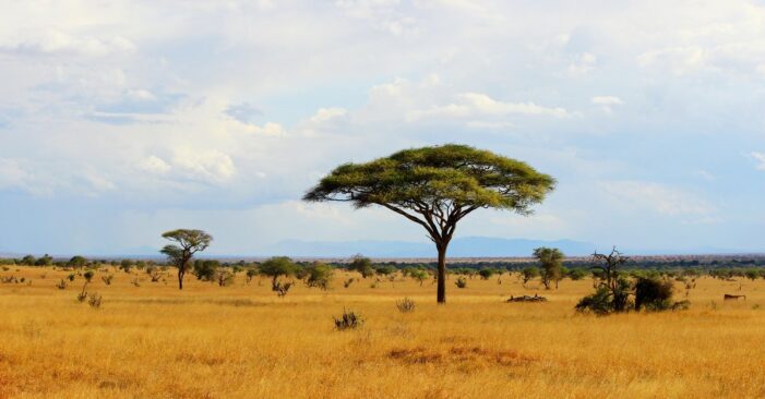 One man shares his personal story of redemption and salvation in the African savanna One man shares his personal story of redemption and salvation in the African savanna
