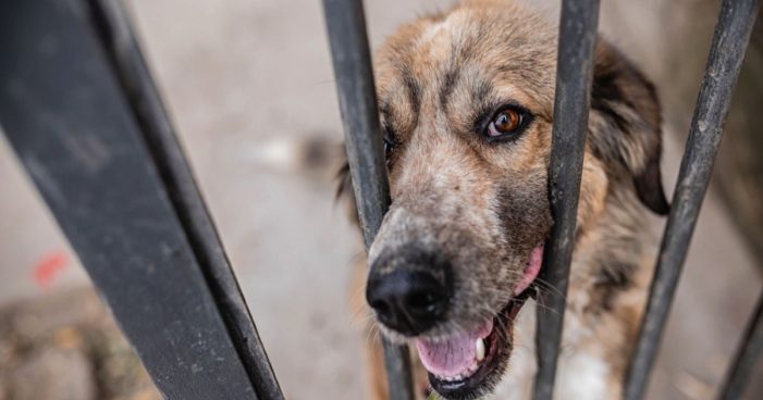 The Importance of Strengthening New York’s Animal Cruelty Laws