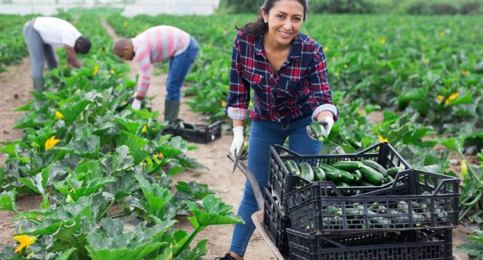 From Farm to Your Thanksgiving Table: America’s Food Supply Relies on Immigrant Crop Workers