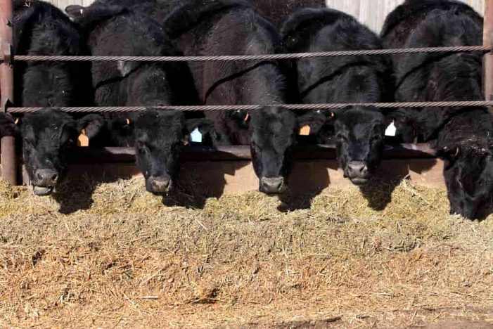 Farmworkers Face High-Risk Exposures to Bird Flu, but Testing isn’t Reaching Them