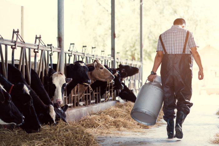 Dairy Farms – And Our Economy – Can’t Thrive Without the Essential and Skilled Labor of Immigrants