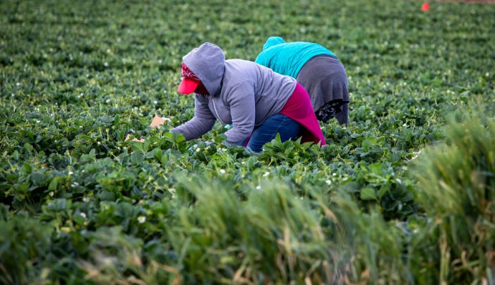 Giving Thanks to the Hands That Feed America: Immigrant Farmworkers