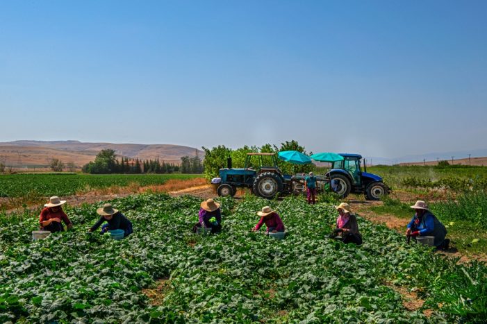 Providing Farmworkers with Health Insurance is Worth it for Their Employers − New Research