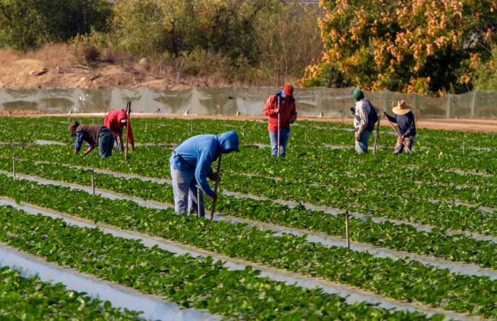 Flying Blind – Loss of Federal Survey Data Will Make Life Harder for Ag Producers, Farmworker Families